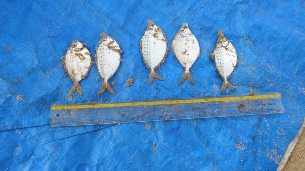 As part of their research for Know Your Fish, the team measured lengths of fish to know more about their life cycles. This sample of ponyfish was assessed in Malvan.